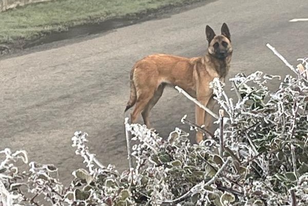 Fundmeldung Hund Weiblich La Houssaye Frankreich