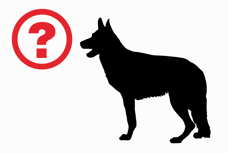 Vermisstmeldung Hund  Männliche , 7 jahre Bièvre Belgien