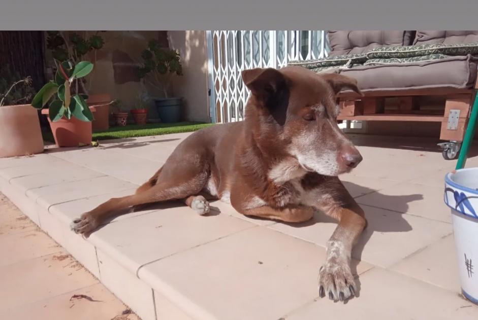 Vermisstmeldung Hund rassenmischung Männliche , 10 jahre Collbató Spanien