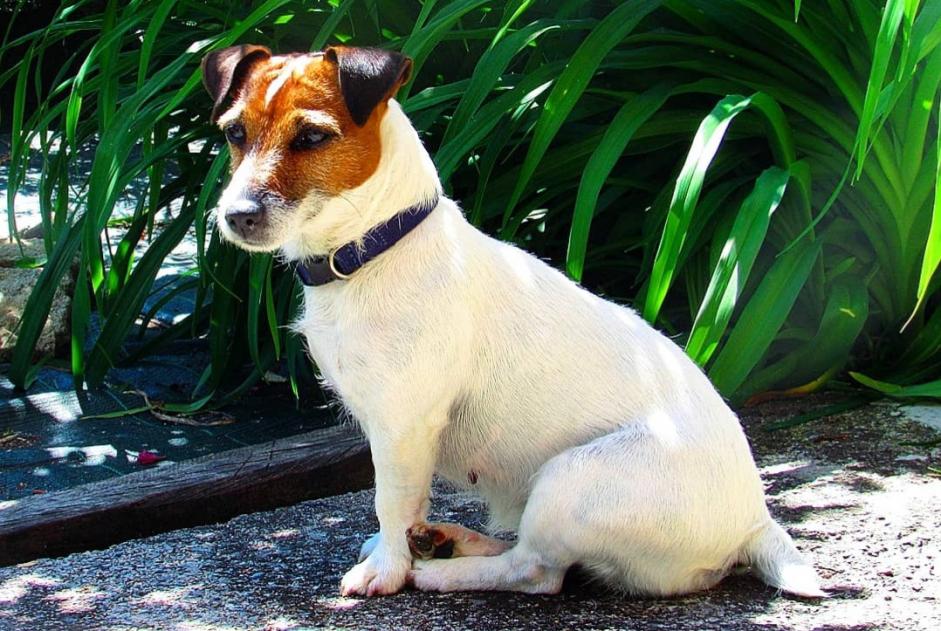 Vermisstmeldung Hund  Weiblich , 12 jahre Perles-et-Castelet Frankreich