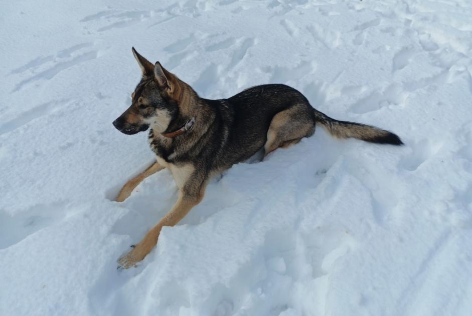 Vermisstmeldung Hund rassenmischung Weiblich , 1 jahre Lanuéjols Frankreich