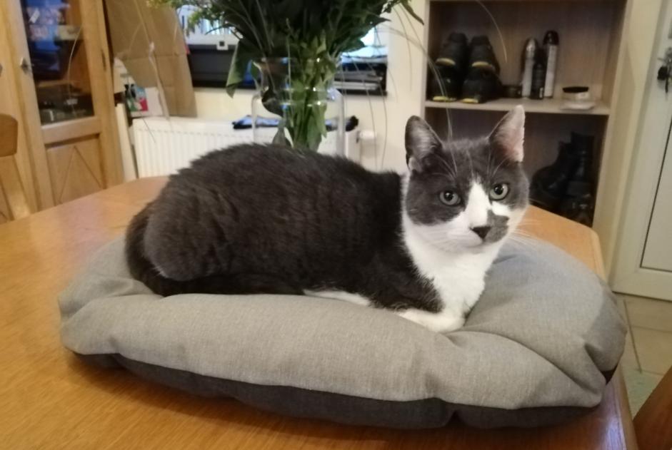 Vermisstmeldung Katze  Männliche , 10 jahre Liège Belgien