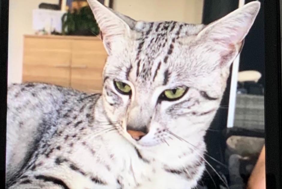 Vermisstmeldung Katze  Männliche , 5 jahre Montbéliard Frankreich