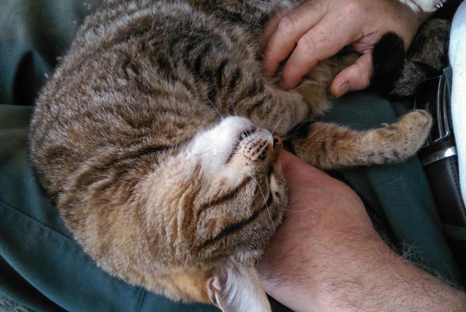 Vermisstmeldung Katze  Männliche , 17 jahre Kervignac Frankreich