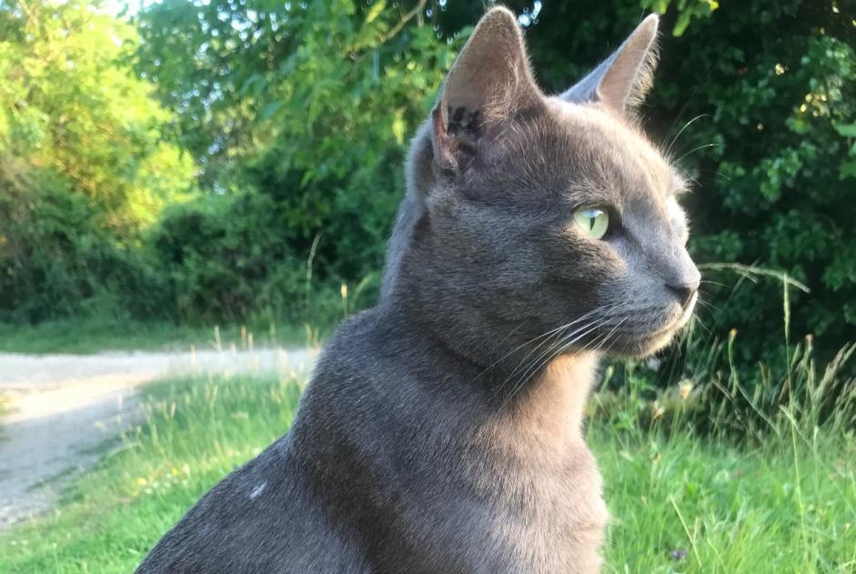 Vermisstmeldung Katze  Männliche , 6 jahre Beaumont Saint-Cyr Frankreich