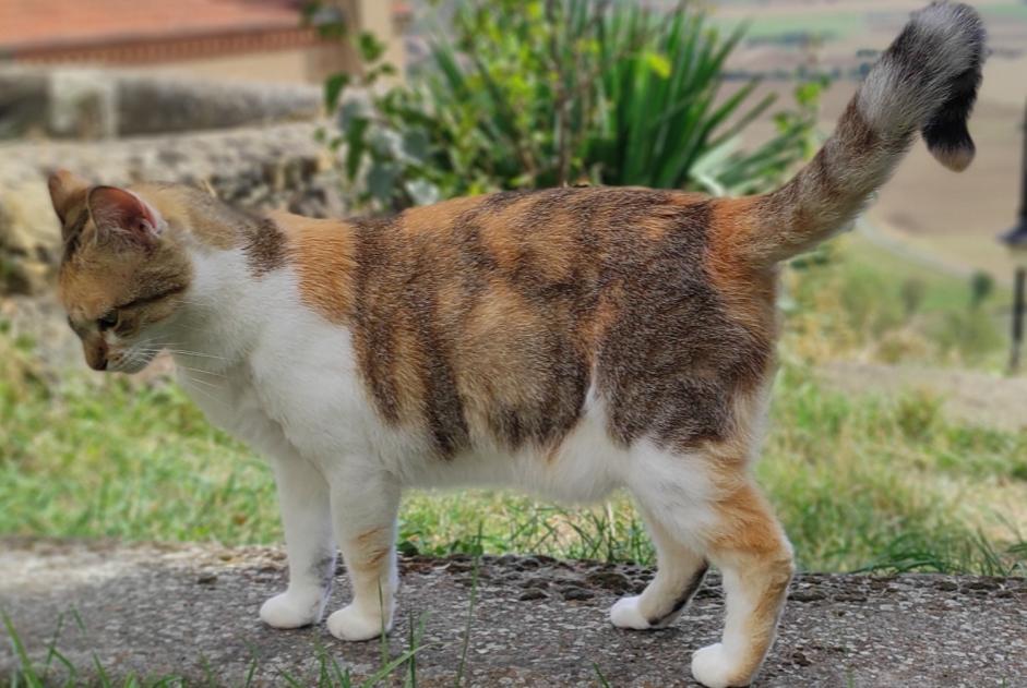 Vermisstmeldung Katze  Weiblich , 4 jahre Nonette-Orsonnette Frankreich