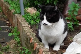 Vermisstmeldung Katze Männliche , 8 jahre Urbanya Frankreich