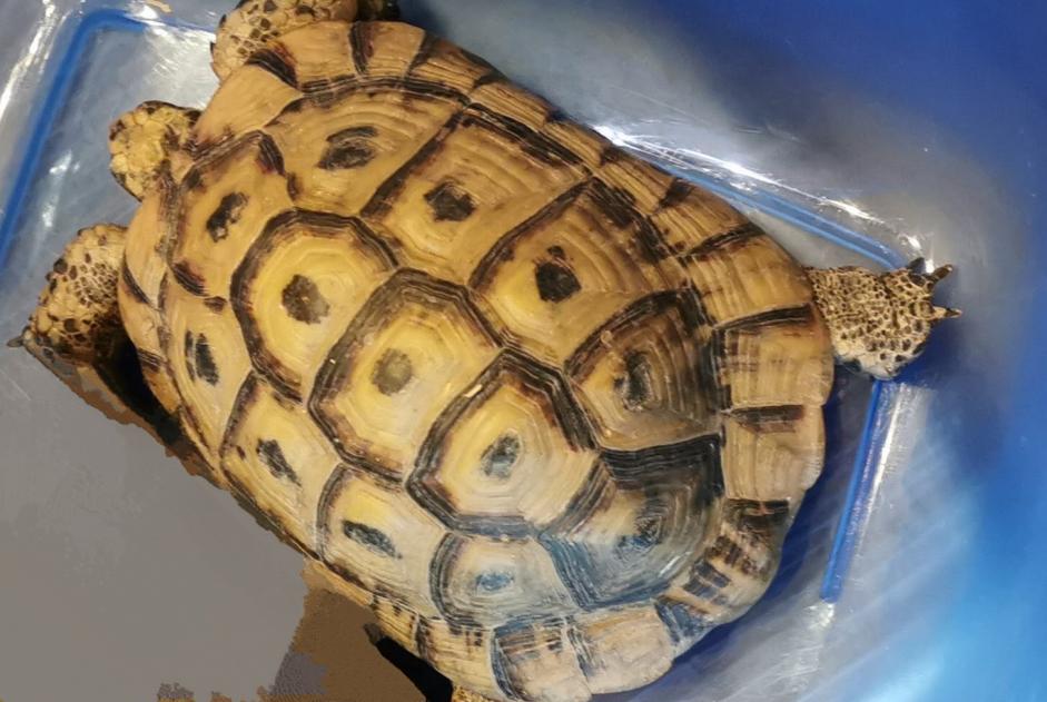 Vermisstmeldung Schildkröte Männliche , 2025 jahre Amboise Frankreich