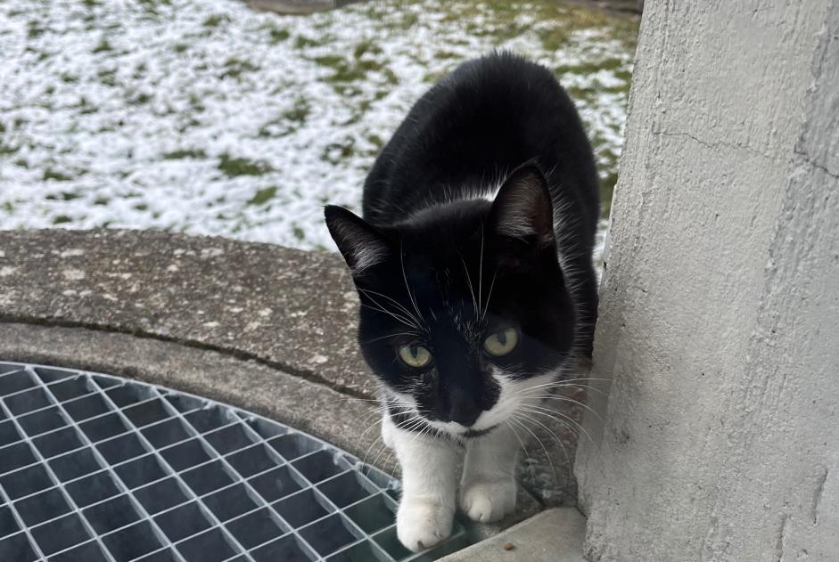 Discovery alert Cat Unknown , Between 7 and 9 months Fribourg Switzerland