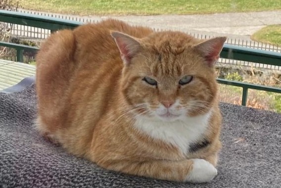 Discovery alert Cat  Male Lovatens Switzerland