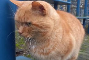 Discovery alert Cat miscegenation Male Mons Belgium