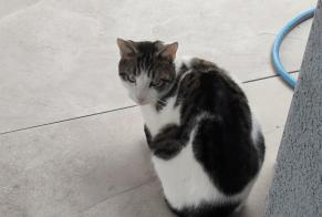 Discovery alert Cat Male Saillon Switzerland