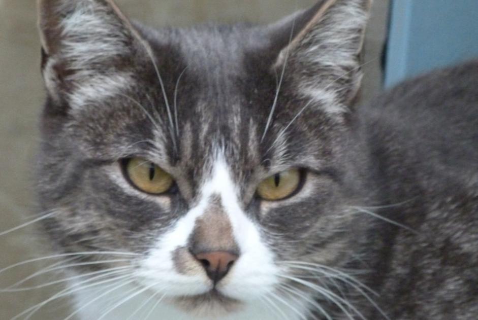 Disappearance alert Cat Male , 11 years Brem-sur-Mer France