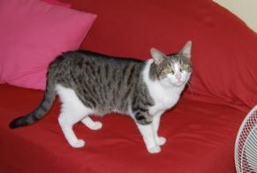 Disappearance alert Cat Female , 22 years Dompierre-les-Ormes France