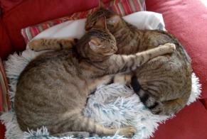 Disappearance alert Cat Male , 8 years Saint-Germain-le-Gaillard France