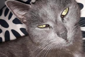 Disappearance alert Cat Female , 10 years Saint-Marcellin-en-Forez France