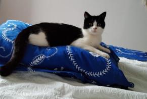 Disappearance alert Cat miscegenation Male , 2 years Gièvres France