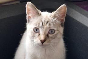 Disappearance alert Cat miscegenation Female , 1 years Douarnenez France