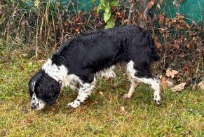 Discovery alert Dog Female Saint-Jorioz France