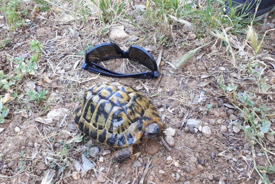 Disappearance alert Tortoise Male , 2025 years Mougins France