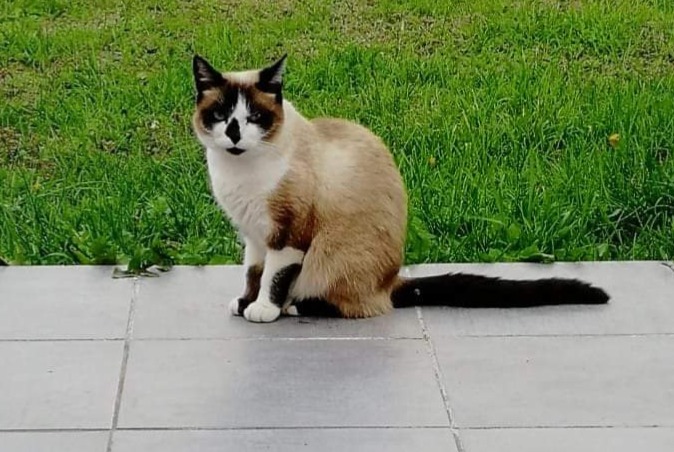 Alerta de Desaparición Gato cruce Hembra , 8 años Damgan Francia