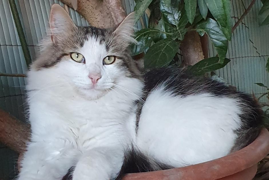 Alerta de Desaparición Gato Macho , 3 años Mouriès Francia