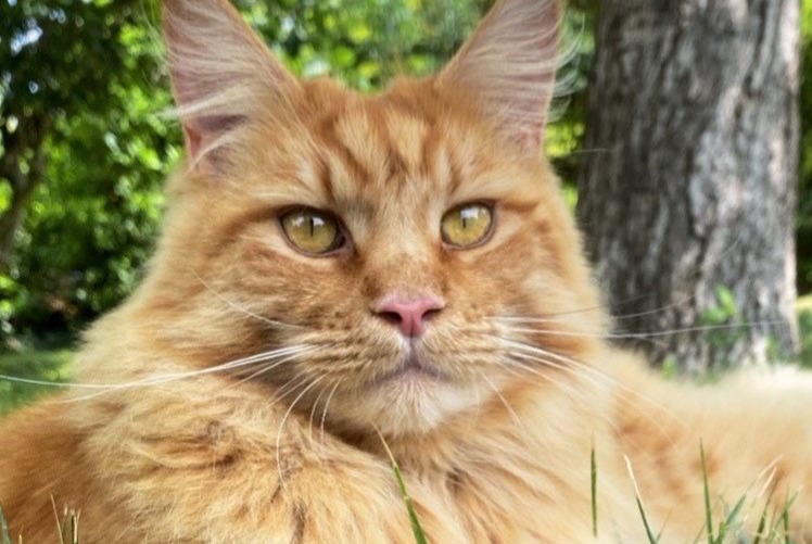 Alerta de Desaparición Gato  Macho , 5 años La Frette-sur-Seine Francia