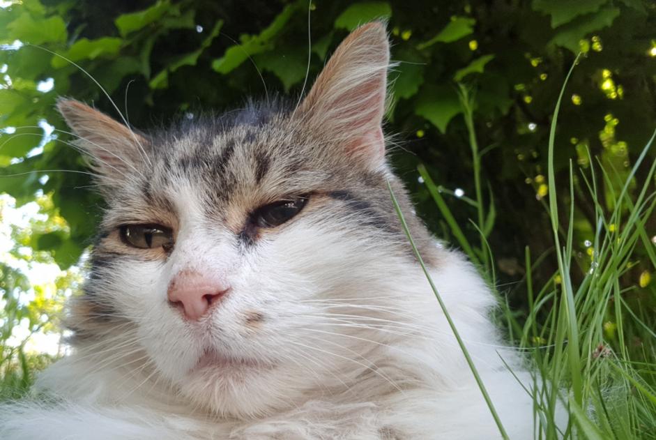 Alerta de Desaparición Gato  Macho , 12 años Orléans Francia