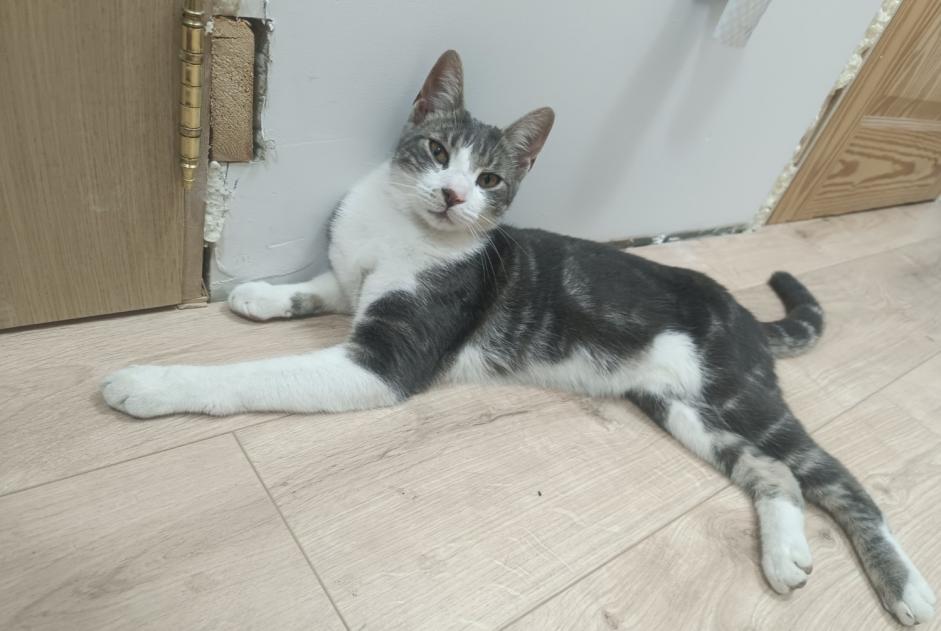 Alerta de Desaparición Gato cruce Macho , 2 años La Louvière Bélgica