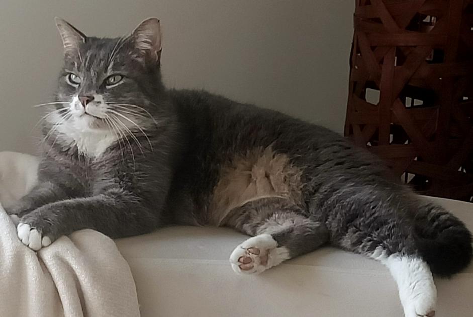 Alerta de Desaparición Gato Macho , 8 años Perigny Francia