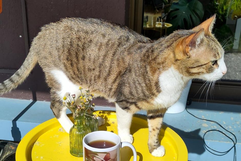 Alerta de Desaparición Gato Macho , 4 años Ferney-Voltaire Francia