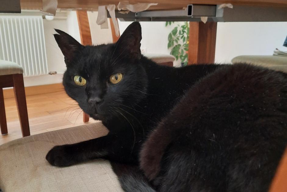 Alerta de Desaparición Gato Macho , 14 años Fribourg Suiza