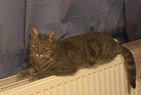 Alerta de Desaparición Gato Macho , 4 años Binche Bélgica