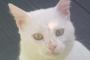 Alerta de Desaparición Gato  Macho , 6 años Aubagne Francia