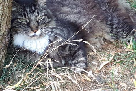 Alerta de Desaparición Gato  Macho , 15 años La Grange des Champs Bélgica