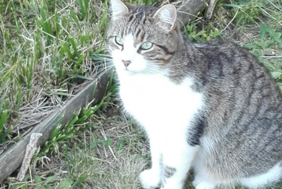 Alerta de Desaparición Gato  Macho , 9 años Vertou Francia