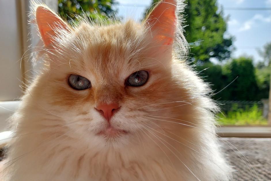 Alerta de Desaparición Gato  Macho , 8 años Motreff Francia