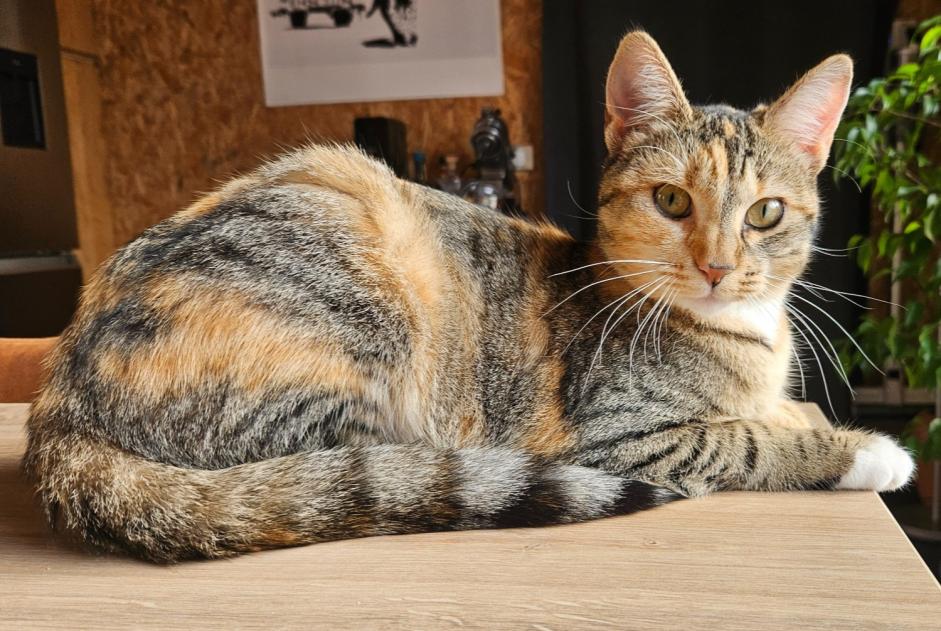 Alerta de Desaparición Gato cruce Hembra , 2 años Le Pecq Francia