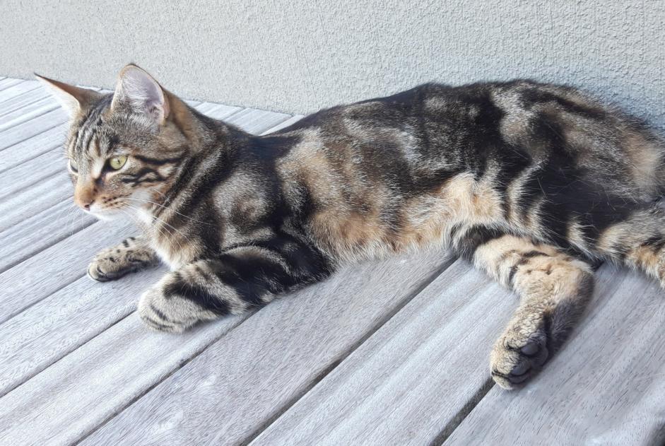 Alerta de Desaparición Gato Macho , 3 años Estavayer Suiza