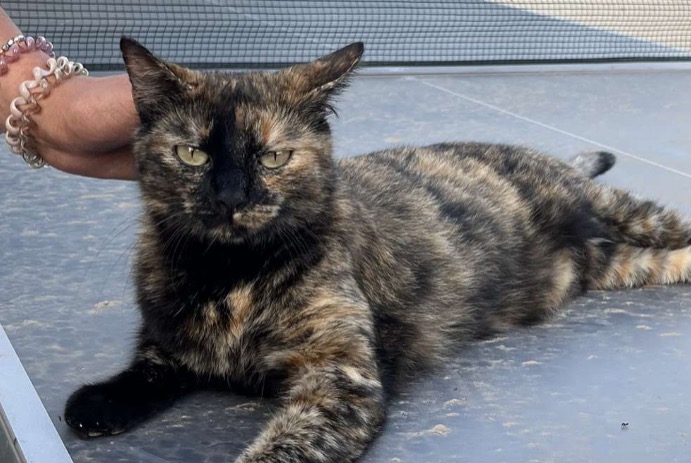 Alerta de Desaparición Gato Hembra , 5 años Grasse Francia