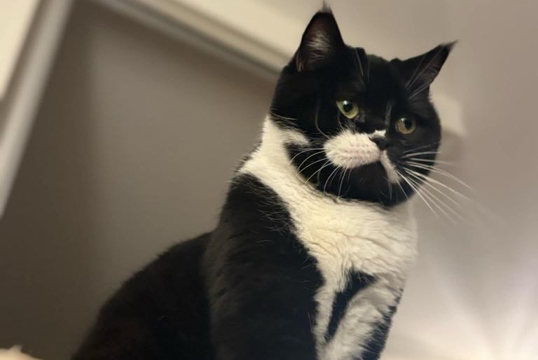 Alerta de Desaparición Gato Macho , 3 años Besançon Francia