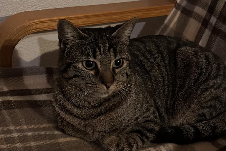 Alerta de Hallazgo Gato Desconocido La Chaux-de-Fonds Suiza