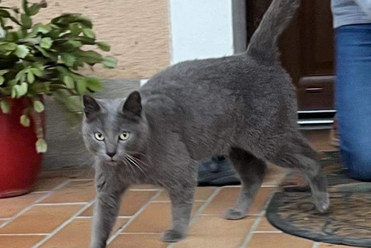 Alerta de Hallazgo Gato Desconocido Clermont-Créans Francia