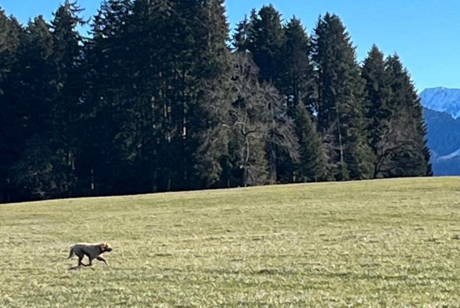 Alerta de Hallazgo Perro Desconocido Riaz Suiza