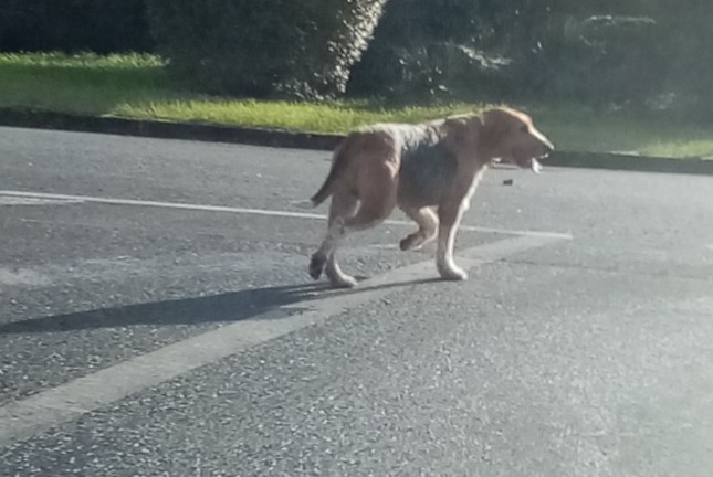 Alerta de Hallazgo Perro cruce Desconocido Lussac-les-Châteaux Francia