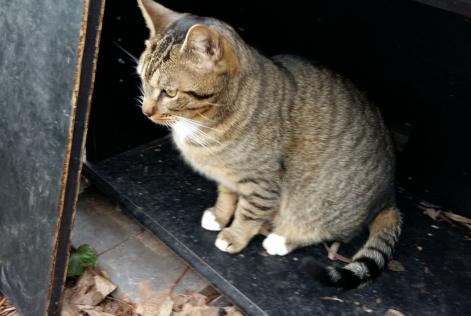 Alerte Disparition Chat Européen Mâle , 10 ans Mennecy France