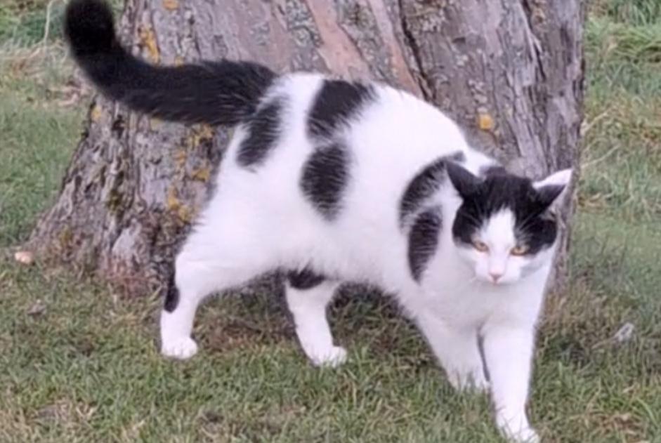 Alerte Disparition Chat Mâle , 2 ans Treytorrens (Payerne) Suisse