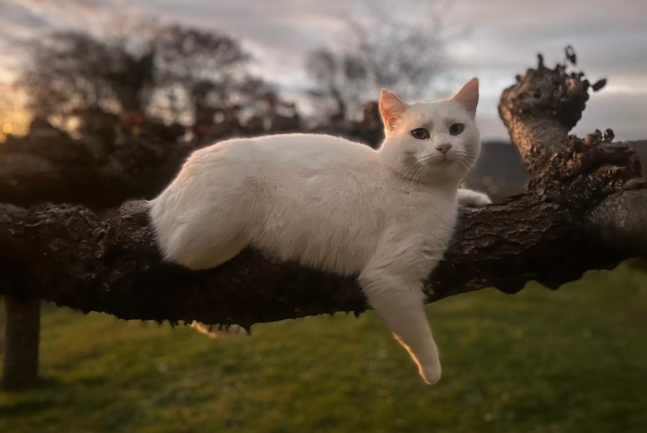 Alerte Disparition Chat  Femelle , 6 ans Menthonnex-en-Bornes France