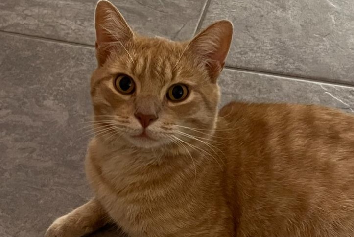 Alerte Disparition Chat Mâle , 2 ans Chippis Suisse