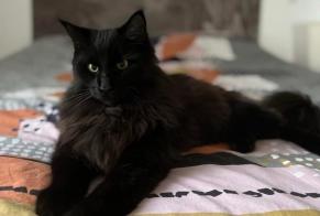 Alerte Disparition Chat croisement Mâle , 4 ans Saubion France